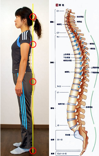 からだのゆがみセルフチェック